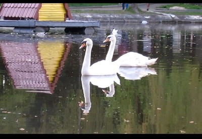 Парк Лебединое озеро (Лебединка) - место для фотосессии в Ровно - портфолио 5