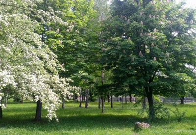 Парк Лебединое озеро (Лебединка) - место для фотосессии в Ровно - портфолио 2