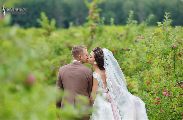  Свадебные фото в яблочном саду, г. Чернигов - фото №23