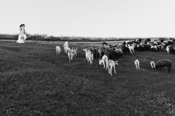 Sheepland lovestory - фото №33